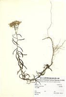 藏品(抱莖籟蕭)的圖片